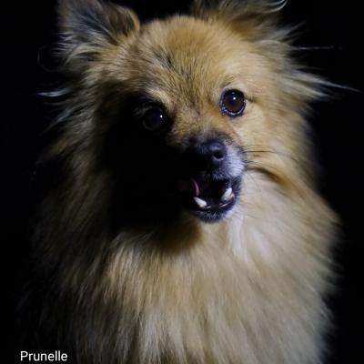 Prunelle